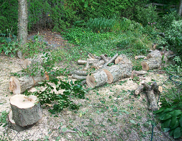 Déboisement
